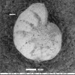 Elphidium humboldtensis Haller, 1980