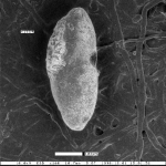 Enantiomarginulina eocenica Mallory, 1959