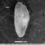 Enantiomarginulina eocenica Mallory, 1959