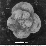 Eoglobigerina operta Lipps, 1964