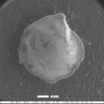 Lenticulina californiensis Trujillo, 1960