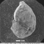 Vaginulinopsis mexicana var. labocaensis Blacut & Kleinpell, 1969