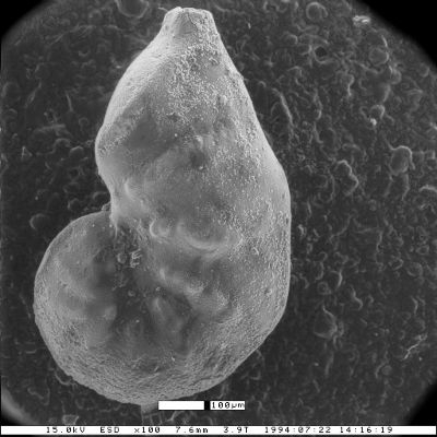 Vaginulinopsis saundersi var. panamaensis Blacut &amp; Kleinpell, 1969