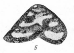 Tetrataxis paraminima Vissarionova, 1948