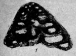 Tetrataxis paraconica Reitlinger, 1950