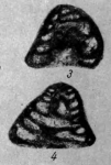 Tetrataxis numerabilis Reitlinger, 1950