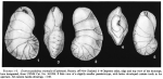 Cassidulina orientalis Cushman, 1922