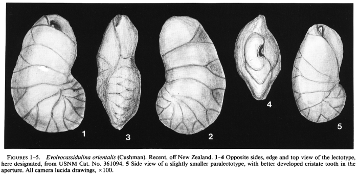 Cassidulina orientalis Cushman, 1922