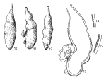Chitinosaccus flexibilis Hofker, 1972