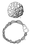 Psammosphaera flinti Hofker, 1972