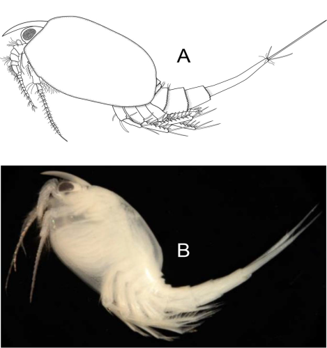 Nebalia holothurophila
