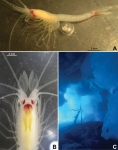 Pseudomma kryotroglodytum