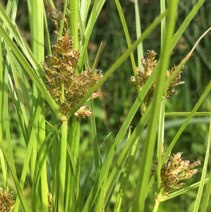Cyperus diandrus from Oregon Cyperus diandrus from Oregon