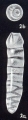 Rectobolivina neobifrons McCulloch, 1981, author: Consorti, Lorenzo