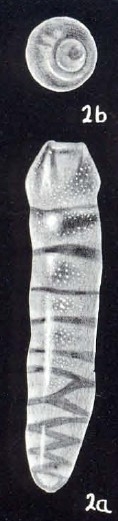 Rectobolivina neobifrons McCulloch, 1981
