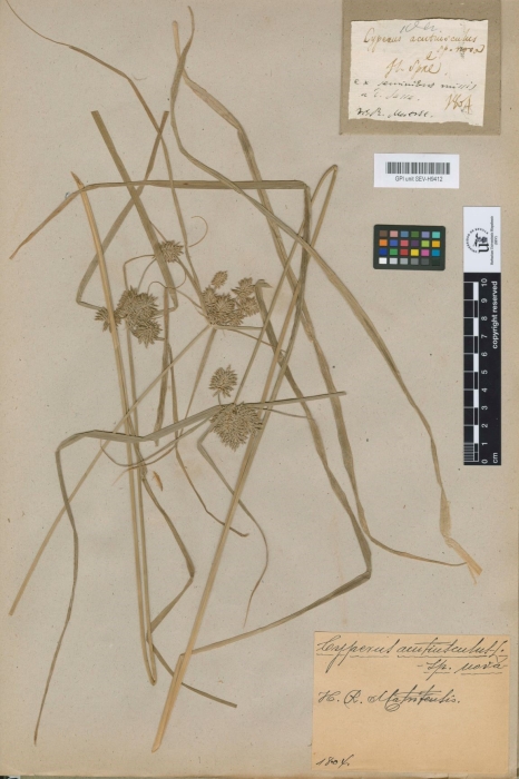 Type of Cyperus acutiusculus Lag. at Sevilla Herbarium Type of Cyperus acutiusculus Lag. at Sevilla Herbarium
