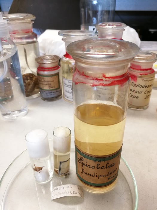 Holotype label Holotype label