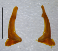 Anterior gonopod telopodite, anterior view
