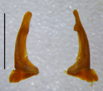 Anterior gonopod telopodite, anterior view