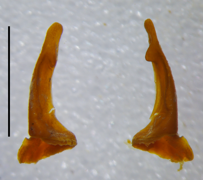 Anterior gonopod telopodite, anterior view