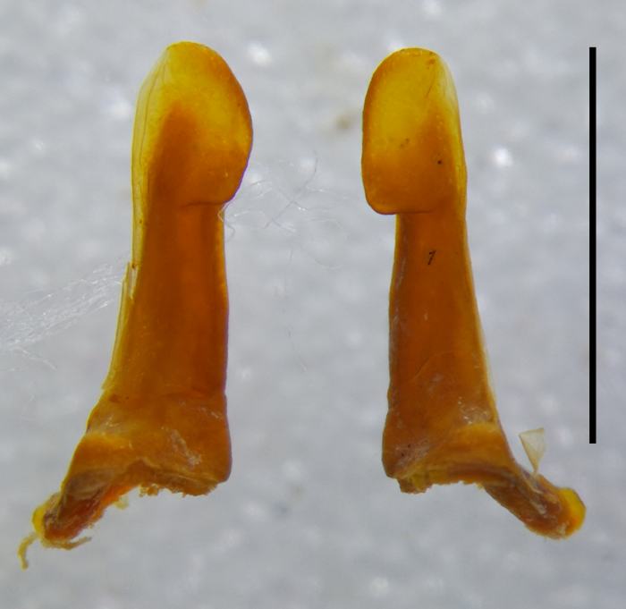 Anterior gonopod telopodite, posterior view