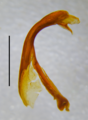 Posterior gonopod, mesal view