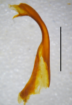 Posterior gonopod, ectal view