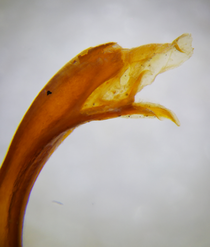 Apex of posterior gonopod