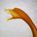 Apex of posterior gonopod