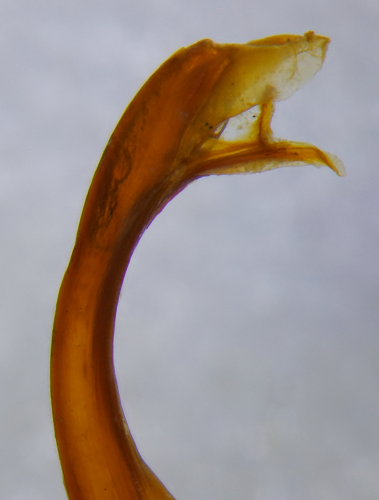 Apex of posterior gonopod