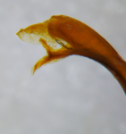 Apex of posterior gonopod