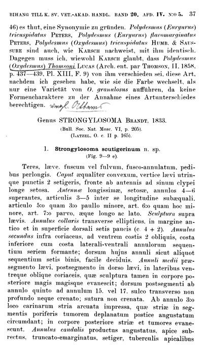 original description p. 37 Strongylosoma scutigerinum Porat, 1894