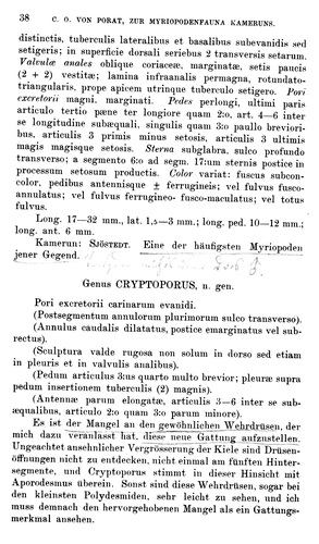 original description p. 38 Strongylosoma scutigerinum Porat, 1894