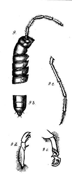 original description fig. 9-9e Strongylosoma scutigerinum Porat, 1894