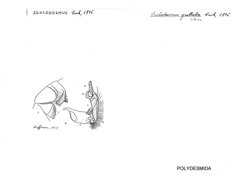 Scolodesmus grallator Cook, 1896