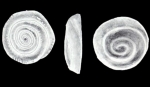 Mychostomina (?) atlantica McCulloch, 1981