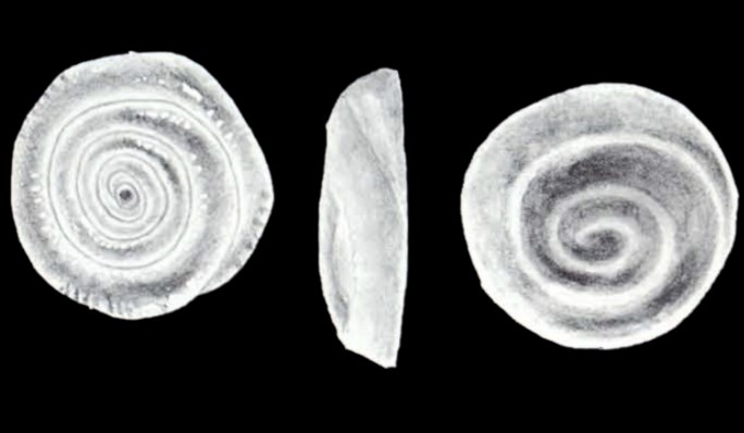 Mychostomina (?) atlantica McCulloch, 1981
