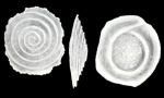 Conicospirillina (?) delicatiformis McCulloch, 1981