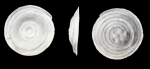 Turrispirillina (?) lavelaensis McCulloch, 1981