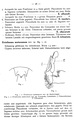 original description p. 26 Eviulisoma muturanum Attems, 1937