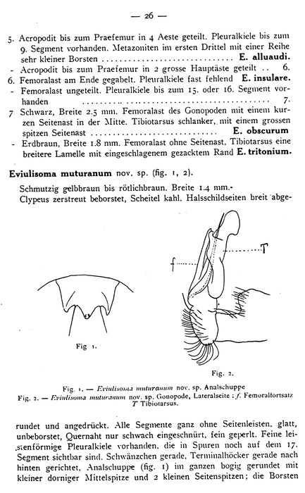 original description p. 26 Eviulisoma muturanum Attems, 1937
