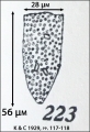 Figure of Poroecus apicatus from Kofoid & Campbell 1929, author: Dolan, John