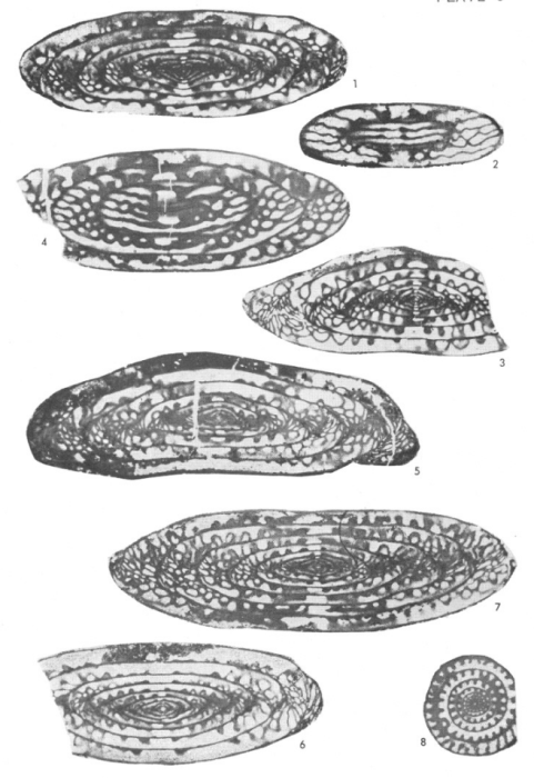 Fusulina boonensis Bebout, 1963