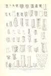 Tintinnopsis spp on page 22 in Kofoid & Campbell 1929
