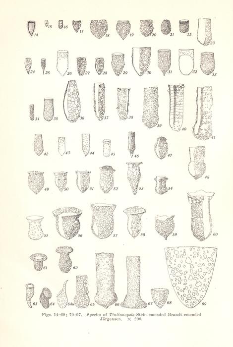 Tintinnopsis spp on page 22 in Kofoid &amp; Campbell 1929