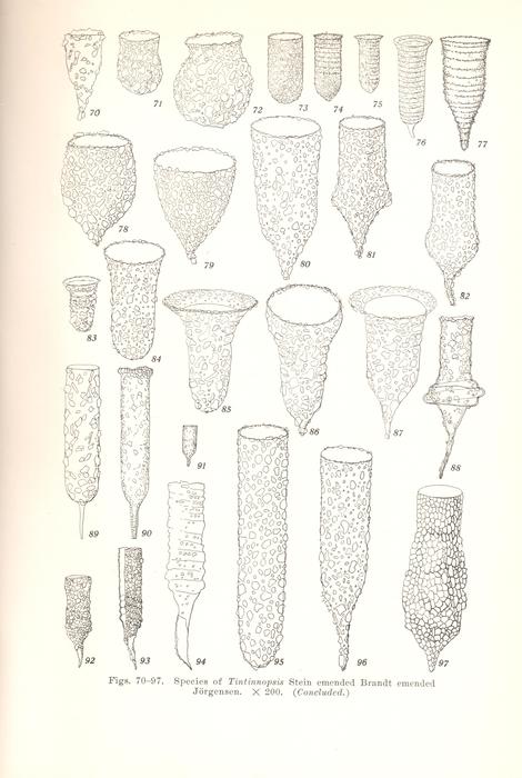 Tintinnopsis species on page 25 of Kofoid and Campbell 1929