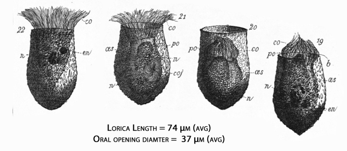 Figures of Tintinnopsis lata from Meunier 1910