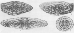 Fusulinella acuminata Thompson, 1936