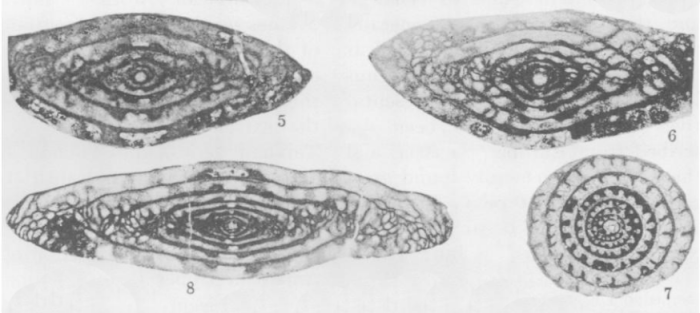 Fusulinella acuminata Thompson, 1936