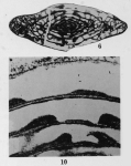 Fusulinella devexa Thompson, 1948